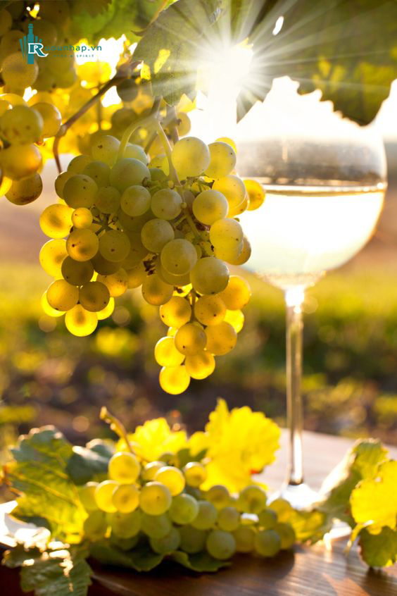 nho Sauvignon Blanc