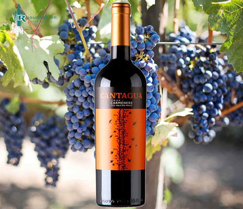 Rượu Vang Cantagua Carmenere