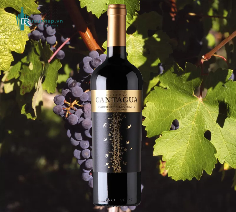 Rượu Vang Cantagua Reserva Cabernet Sauvignon