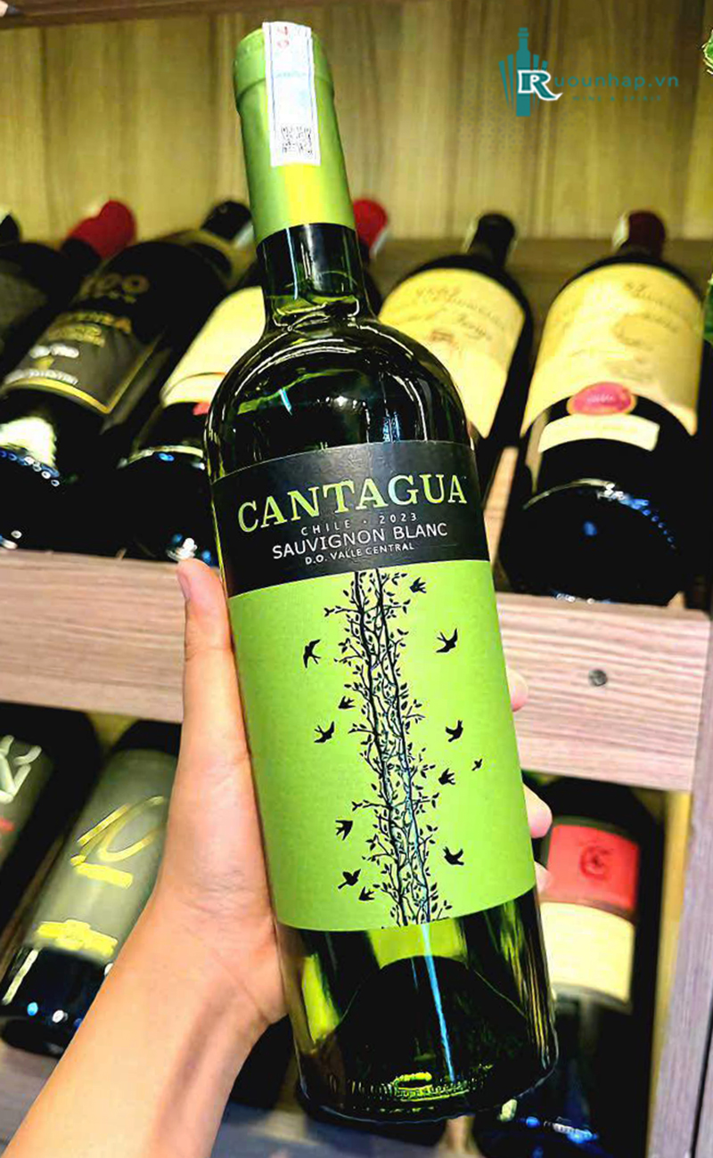 Rượu Vang Cantagua Sauvignon Blanc