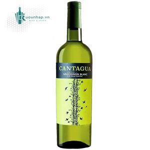 Rượu Vang Cantagua Sauvignon Blanc
