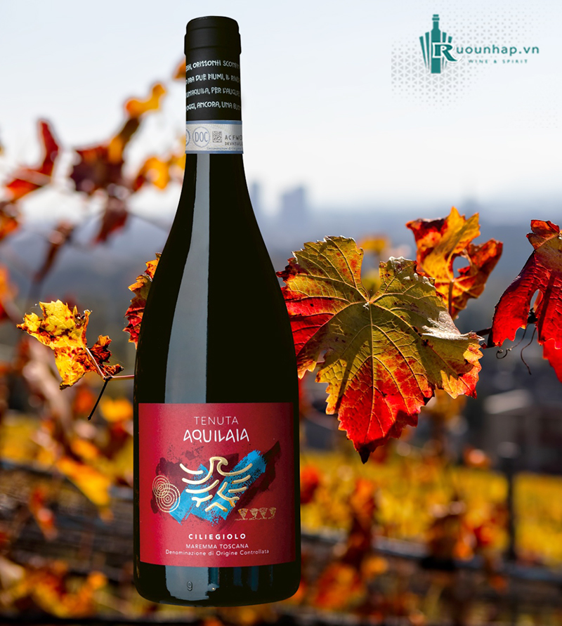 Rượu Vang Tenuta Aquilaia Ciliegiolo 4 Rượu Vang Tenuta Aquilaia Ciliegiolo