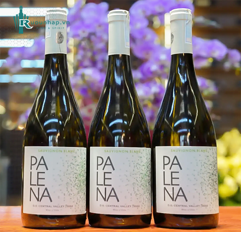 Rượu Vang Palena Sauvignon Blanc 5 Rượu Vang Palena Sauvignon Blanc