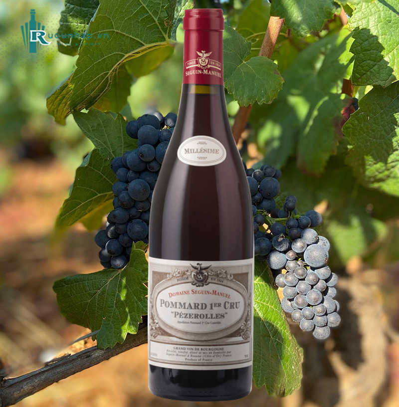 Rượu Vang Domaine Seguin-Manuel Pommard 1er Cru Pézerolles 5 Rượu Vang Domaine Seguin-Manuel Pommard 1er Cru Pézerolles