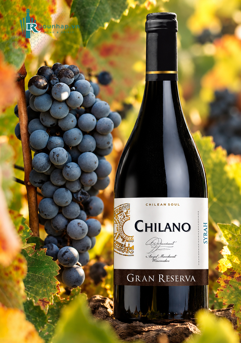 Rượu Vang Chilano Gran Reserva Syrah 5 Rượu Vang Chilano Gran Reserva Syrah